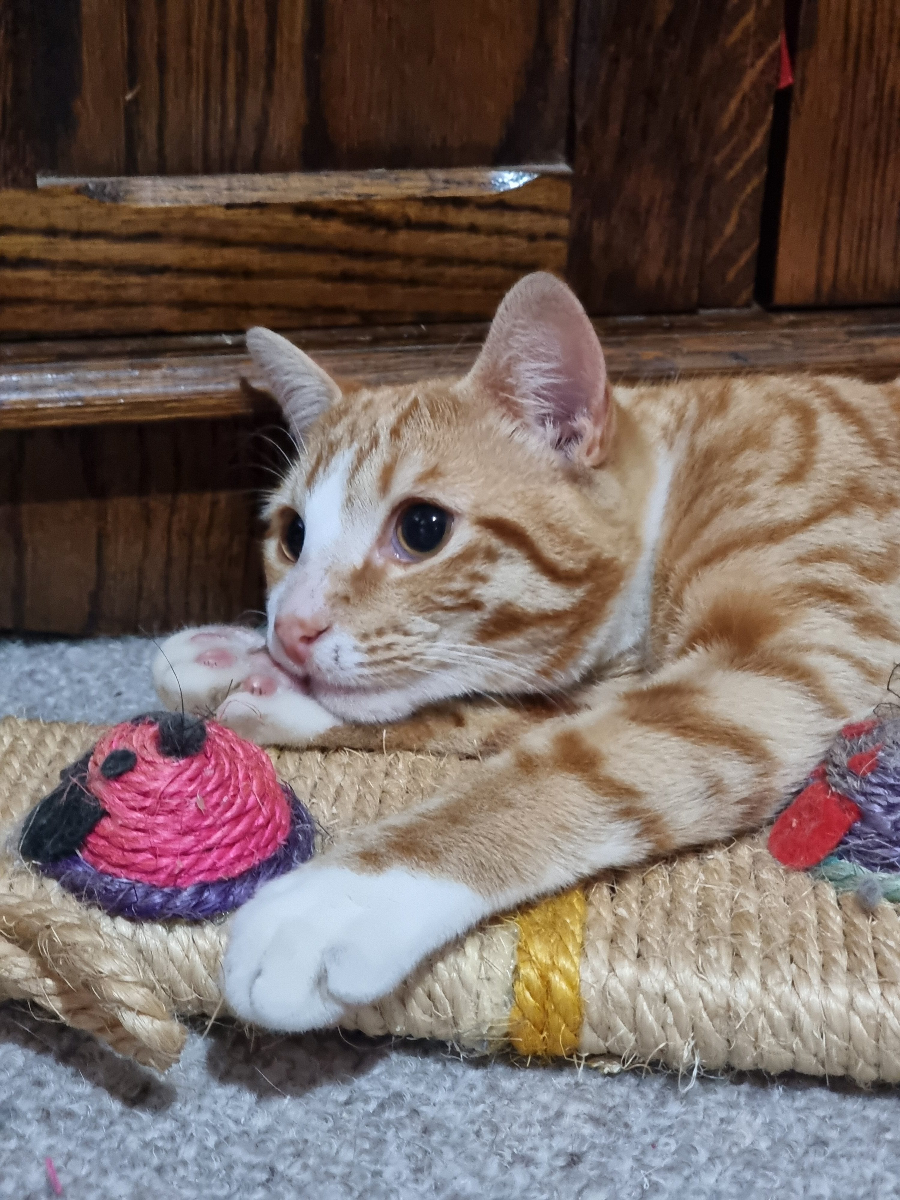Ginger cat lays across a scratch toy