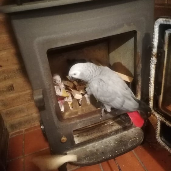 African grey parrot perches in the door of a an unlit wood burner