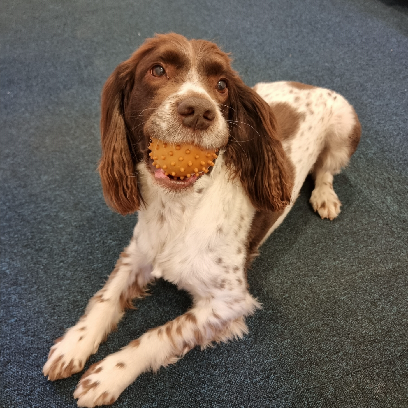 Happy Springer Spaniel latying on his front with head raised.  A spikey orange ball in his mouth.